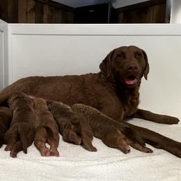 Girl 1 - Chesapeake Bay Retriever puppy in Washington, New Jersey from Chessieville Bay Enterprises LLC