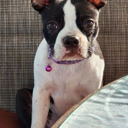 Boston Terrier Puppies from I Love Pups