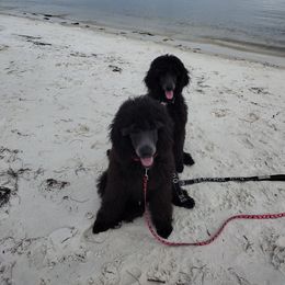 Havanese and Poodle All Grown Up from Curly Que Standard Poodles and Havanese