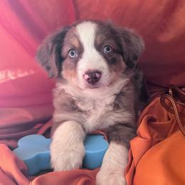 Copper - Red merle male Miniature Australian Shepherd puppy in Granbury, Texas from Jubilee Acres