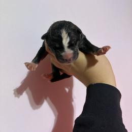 Boy 2 - Black tan and white male Siberian Husky puppy in Pelham, Alabama from Tails & Belles Dog Breeding