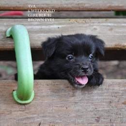 Ava - Black & white female Miniature Australian Shepherd puppy in Patterson, North Carolina from DreamLine Aussies