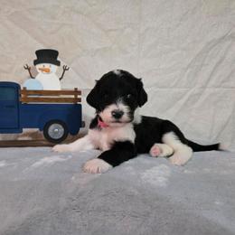 Glitter - Black and white female Sheepadoodle puppy in Weatherford, Texas from Oodles of poodles and doodles