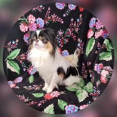 Charley - Japanese Chin