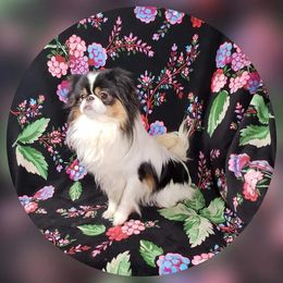 Charley - Japanese Chin