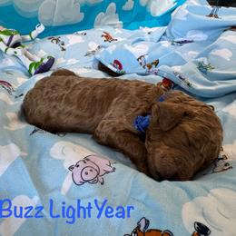 Buzz - Red  male Poodle puppy in Houston, Texas from McEnery Standard Poodles