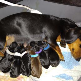Dachshund puppies from Lee Doxies