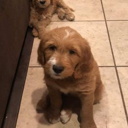 Goldendoodles from Spurgeon Creek Family Doodles