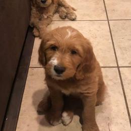 Goldendoodles from Spurgeon Creek Family Doodles