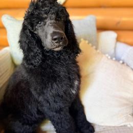 Gus - Black male Poodle puppy in Detroit Lakes, Minnesota from Pickerel Pups