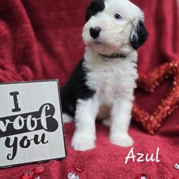 Lewis - Gray and white male Old English Sheepdog puppy in Sutherlin, Oregon from Sapphire Eyes Sheepdogs