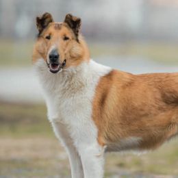 Azawakhs, Collies, and Standard Schnauzers from Kokomo Kennels