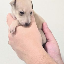 Jyn Erso - Fawn female Italian Greyhound puppy in Jacksonville, Alabama from Adornare Kennels
