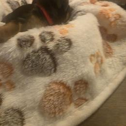 Hope ( Hot Pink) - Black and tan female Yorkshire Terrier puppy in Fayetteville, Tennessee from Mina's Yorkies