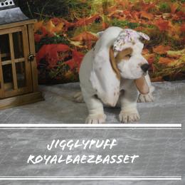 Basset Hound Puppies from Royal Baez Basset