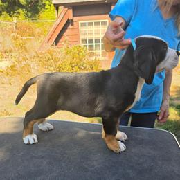 Blue - Black, white and red male Greater Swiss Mountain Dog puppy in Cornelius, Oregon from Hoberg's GSMD