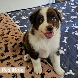 Red male - Red & white male Australian Shepherd puppy in Montrose, Iowa from A-J Farms Iowa