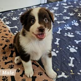Red male - Red & white male Australian Shepherd puppy in Montrose, Iowa from A-J Farms Iowa