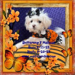Buttercup F - White female Maltese puppy in Silverhill, Alabama from Malteseuluv’s Tiny Treasurers