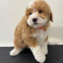 Finn - Yellow and white male Bernedoodle puppy in Gainesville, Florida from Pet Inn Xxweetdoodles