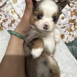 Australian Shepherd and Toy Australian Shepherd Puppies from Daisys Toy Aussies