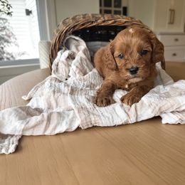 Rio - Red male Cavapoo puppy in Burlington, Iowa from Pleasant Home Puppies