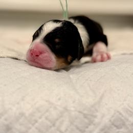 Prince Charming (Light Green Collar) - Tri-color male Bernedoodle puppy in Stanwood, Washington from Butter Cup Pups and Paws