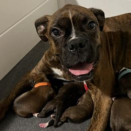 Boxers from Blazing Boxers