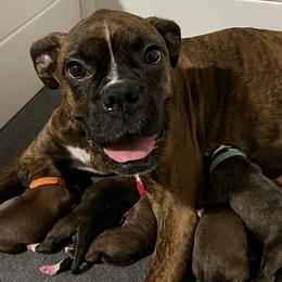 Boxers from Blazing Boxers