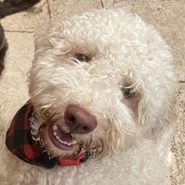 Rubens - Lagotto Romagnolo