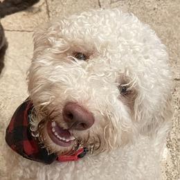 Rubens - Lagotto Romagnolo