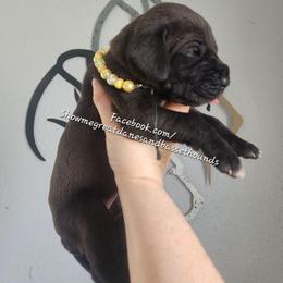 Yellow Collar - Black female Great Dane puppy in Alton, Illinois from Show Me Great Danes and Basset Hounds