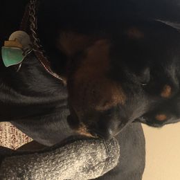 Rottweiler All Grown Up from Cascade Rottweilers of the Pacific Northwest