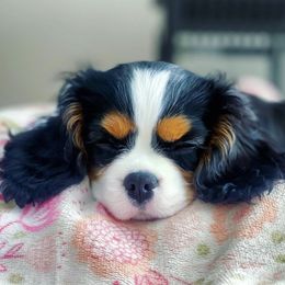 Cavalier King Charles Spaniel Puppies from Cassie’s Cavaliers