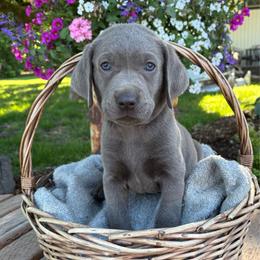 Dusk - Silver male Dilute Retriever puppy in Puyallup, Washington from 12 Door Farm Labradors