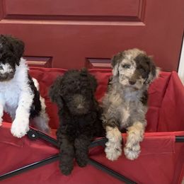 Boy 1 - Brown Poodle puppy in Texas from C Ranch Kennel