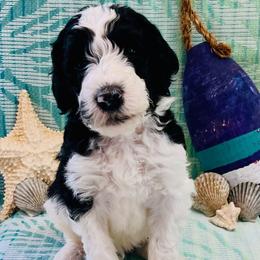 Maui - Parti male Poodle puppy in Harpers Ferry, West Virginia from Oso Perfect Poodles and Doodles