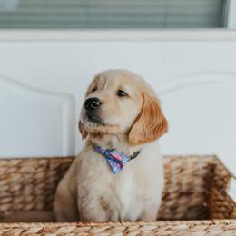 Golden Retriever Puppies from Morgan’s Heart of Gold Retrievers
