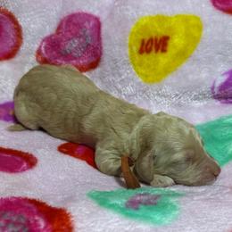 Sweetpea - Cream female Goldendoodle puppy in Simpsonville, South Carolina from D & D Golden Doodles, LLC