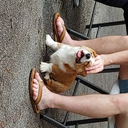 Cardigan Welsh Corgi Puppies from Solstice Kennels