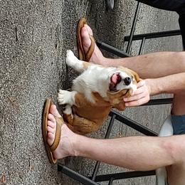 Cardigan Welsh Corgi Puppies from Solstice Kennels