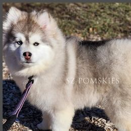 Dove - Pomsky