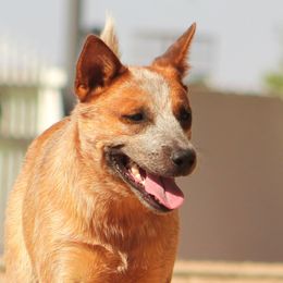 Australian Cattle Dogs from A2 Australian Cattle Dogs