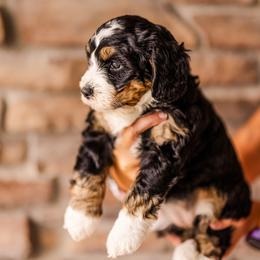 Kit Kat - Tri-color female Bernedoodle puppy in Lehi, Utah from Cookie's Cuties