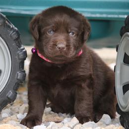 Labrador Retriever Puppies from Prebleridge Acres
