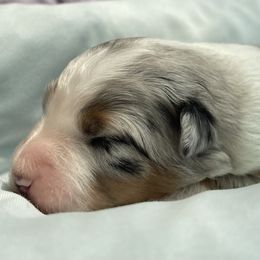 Layla - Blue merle Australian Shepherd puppy in Martha’s Vineyard, Massachusetts from Cranberry Hill Aussies