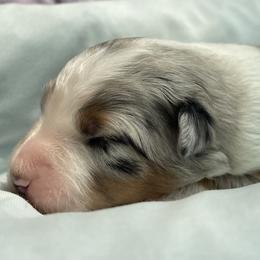 Layla - Blue merle Australian Shepherd puppy in Martha’s Vineyard, Massachusetts from Cranberry Hill Aussies