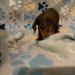 Humphrey - Chocolate and tan male Dachshund puppy in Conroe, Texas from Dots Dachshunds