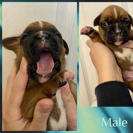 Green - 4th born - Fawn male Boxer puppy in Brownsville, Oregon from Vincent's Pride Boxers ~ Dudley's Dream Boxers