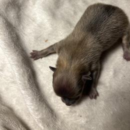 Pup 1 - Orange sable male Pomeranian puppy in Zavalla, Texas from Precious Puff Poms